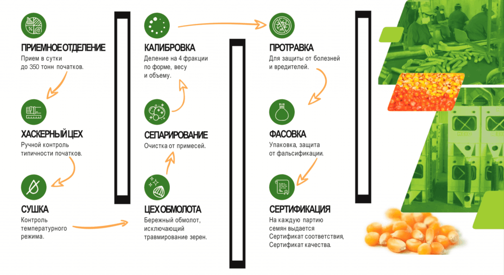 Цикл производства семян