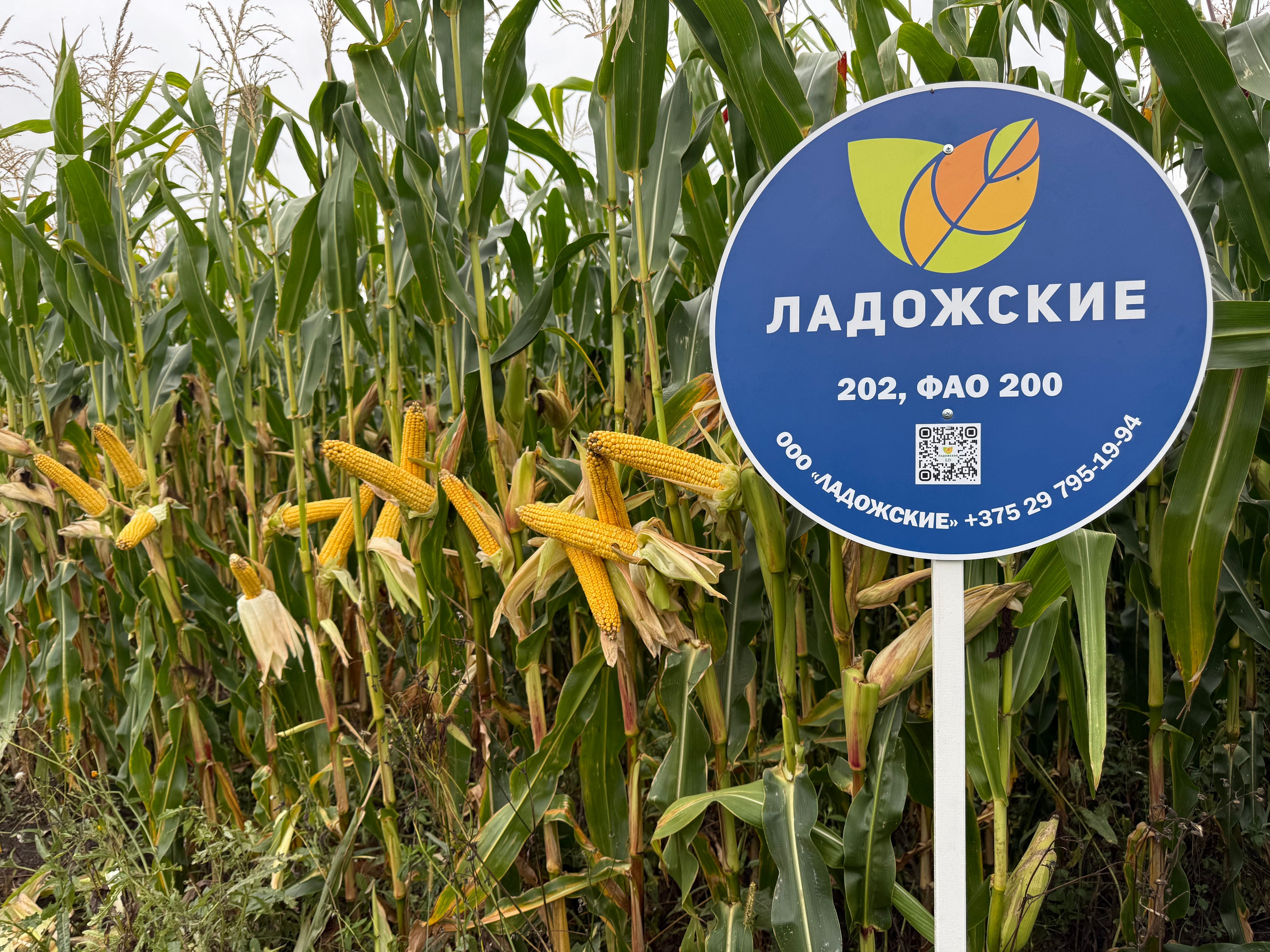 Купить семена кукурузы в РБ